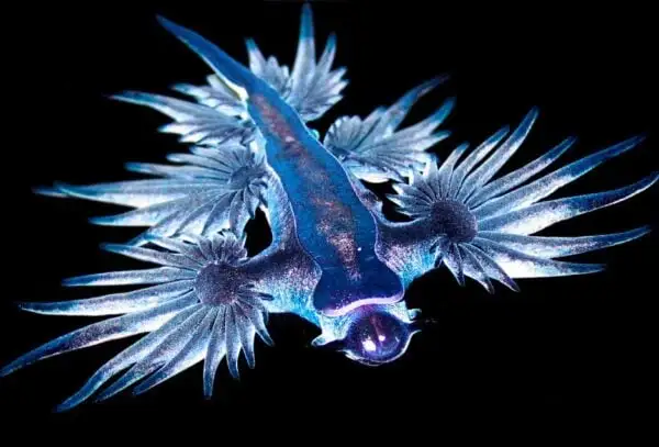 Dragão Azul, um molusco raro e mortal