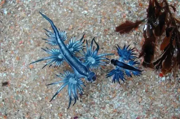 Dragão Azul, um molusco raro e mortal