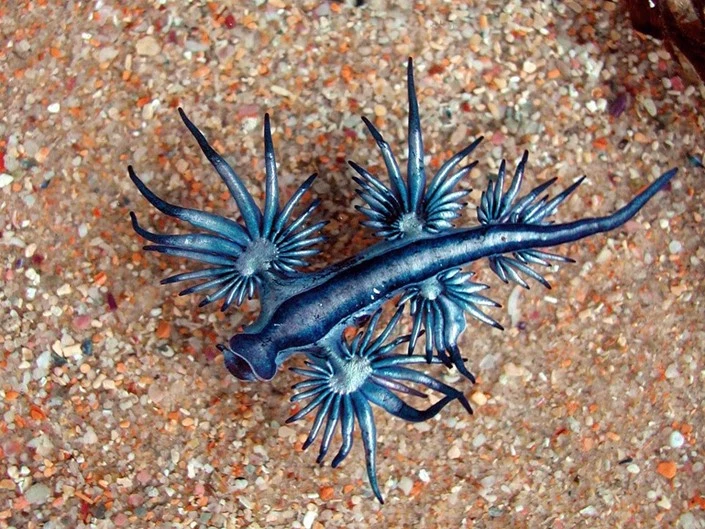 Dragão Azul, um molusco raro e mortal