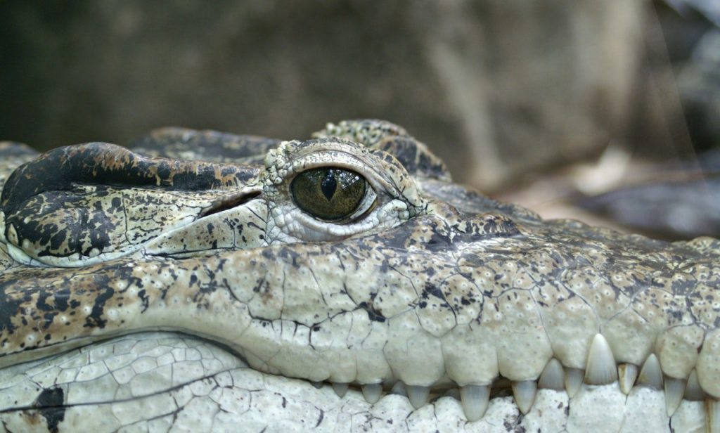 crocodile animal eye alligator 69396 Crocodilos que vivem nessa caverna surpreendentemente estão evoluindo crocodile animal eye alligator 69396