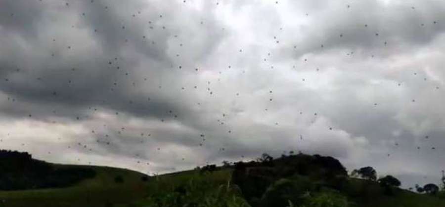 0000 12 A ESPANTOSA ''CHUVA DE ARANHAS'' QUE ACONTECEU EM MINAS GERAIS 0000 12