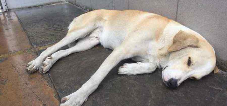 capa 9 Cachorro espera seu dono na porta de hospital durante 3 dias, mas ele nunca voltou capa 9