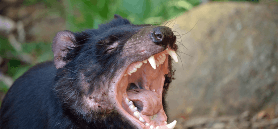 tasmaniandevil tasmaniandevil 7 animais com as vidas mais difíceis do mundo tasmaniandevil tasmaniandevil