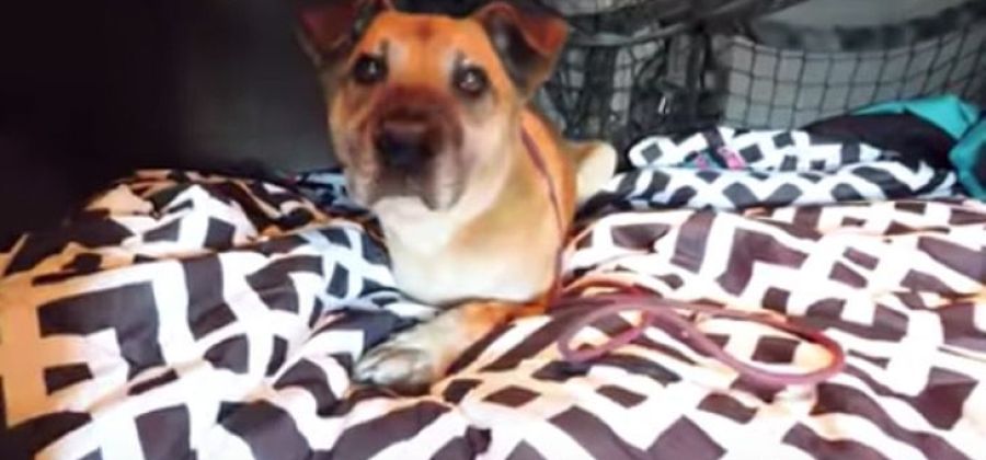 1 176 Cachorro velho que sempre viveu em abrigo tem um dia de rei em programa de TV 1 176