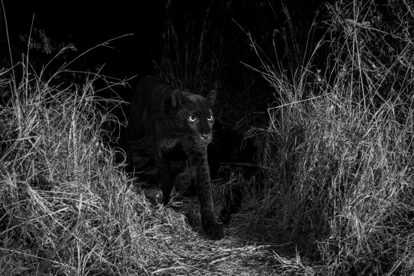 pantera negra africa2 Entenda porque as panteras negras são tão raras na natureza pantera negra africa2