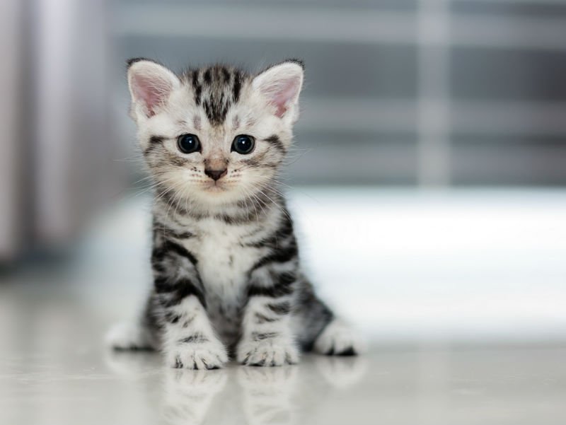 gato02 Homem é diagnóstico com ''esquizofrenia'' depois de ser arranhado por um gato gato02