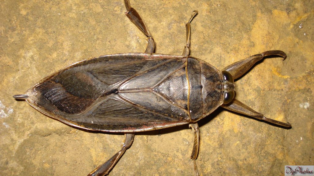 BarataDagua DigiPhotus Conheça os insetos aquáticos que devoram animais vertebrados BarataDagua DigiPhotus