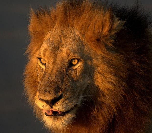 leao Mulher invade recinto de leão em zoológico de Nova York leao