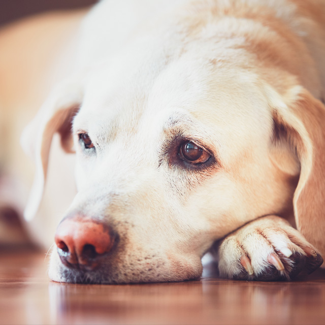 cachorro Olhar de ''culpado'' do seu cachorro não significa culpa, entenda cachorro