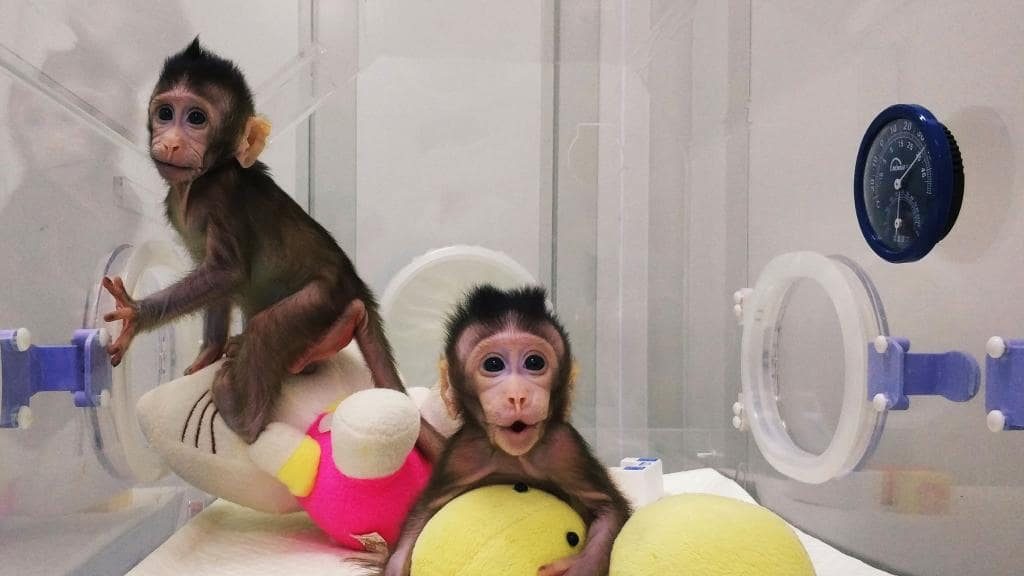 96186b5d7fad166d5ee47865f018a6ee Chineses querem tornar os macacos ''mais humanos'', entenda 96186b5d7fad166d5ee47865f018a6ee