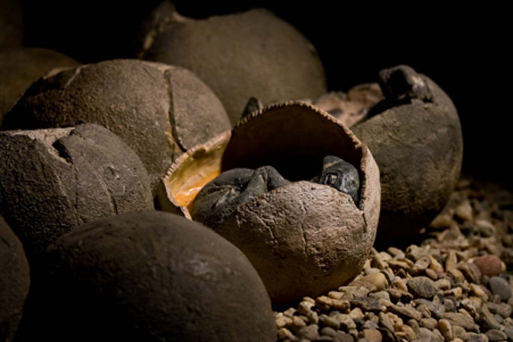 dinosaur eggs Garoto encontrou 11 ovos de dinossauros enquanto brincava dinosaur eggs