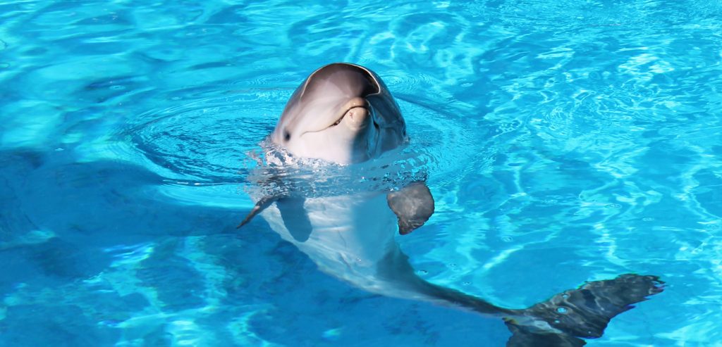 zoo golfinhos 2 Cientistas viram golfinhos adotarem um órfão de outra espécie zoo golfinhos 2