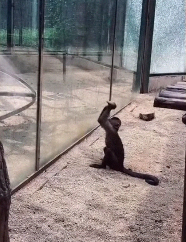 Video mostra macaco quebrando vidro com pedra afiada em zoologico 1 Macaco utiliza pedra para destruir vidro em zoológico Video mostra macaco quebrando vidro com pedra afiada em zoologico 1