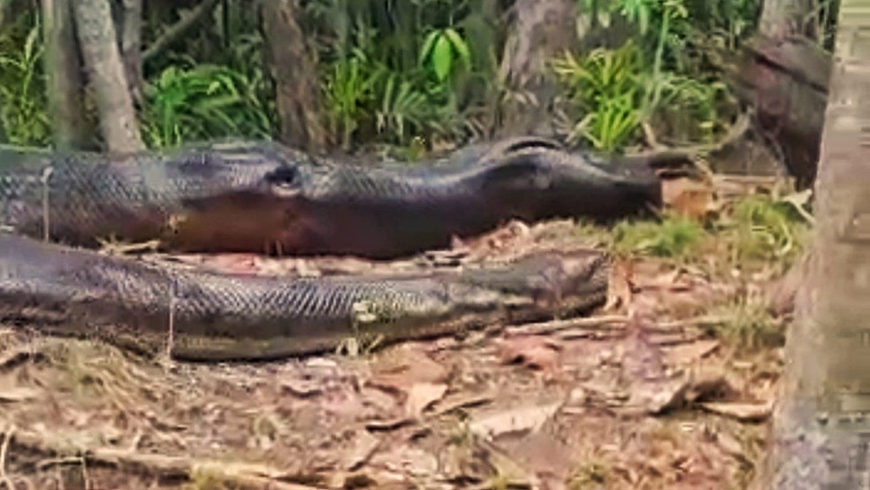 cobra 7 Pescador flagra cobra anaconda gigante na floresta amazônica cobra 7