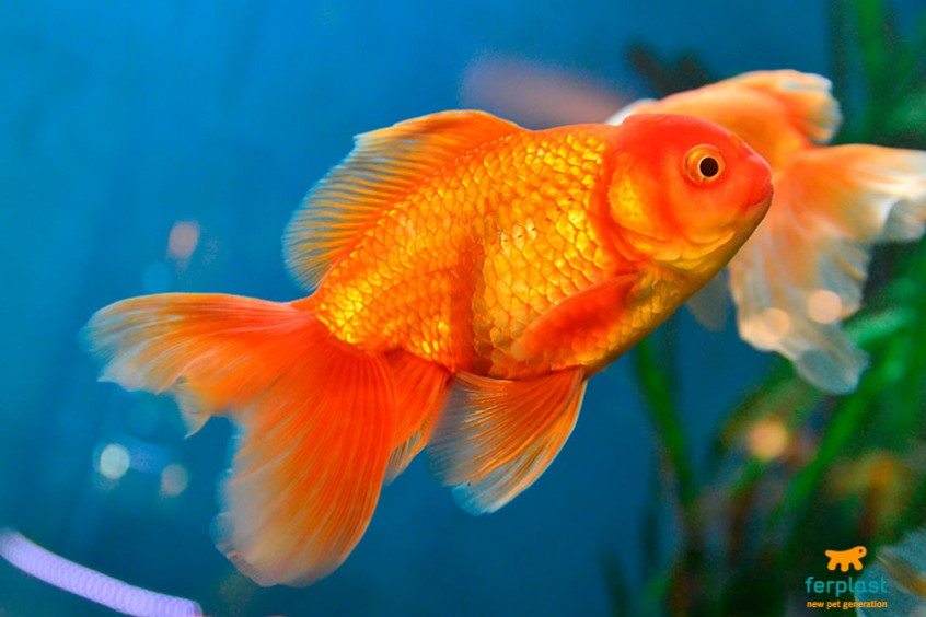 pesce rosso giapponese caratteristiche storia curiosita Peixe com meio corpo apodrecido é curado por tutora pesce rosso giapponese caratteristiche storia curiosita