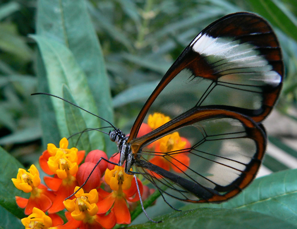 Glasswing butterfly wings become windows Conheça 10 animais transparentes que são simplesmente incríveis Glasswing butterfly wings become windows