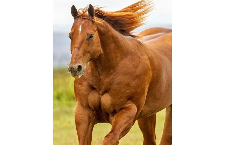 data Cavalo coreano se finge de morto e é sucesso na internet data