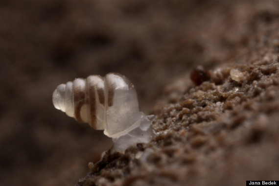 o TRANSPARENT SNAIL 570 1 Conheça 10 animais transparentes que são simplesmente incríveis o TRANSPARENT SNAIL 570 1