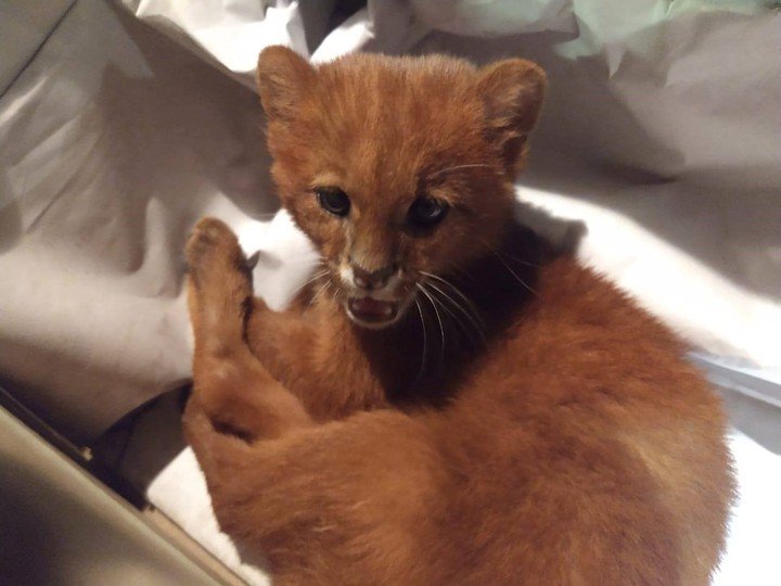 tito ahora esta en Jovem adota filhote de puma achando que era um gatinho tito ahora esta en