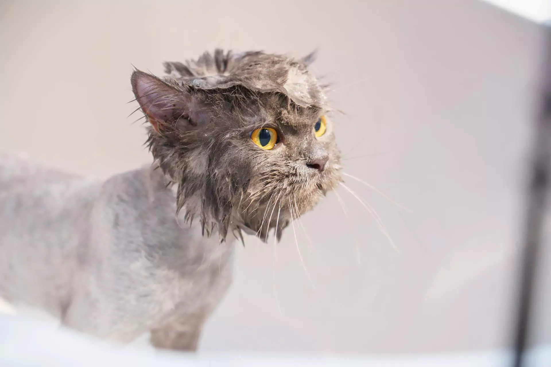 Banho em gato em casa / Foto: Pexels / Karin Chantanaprayura