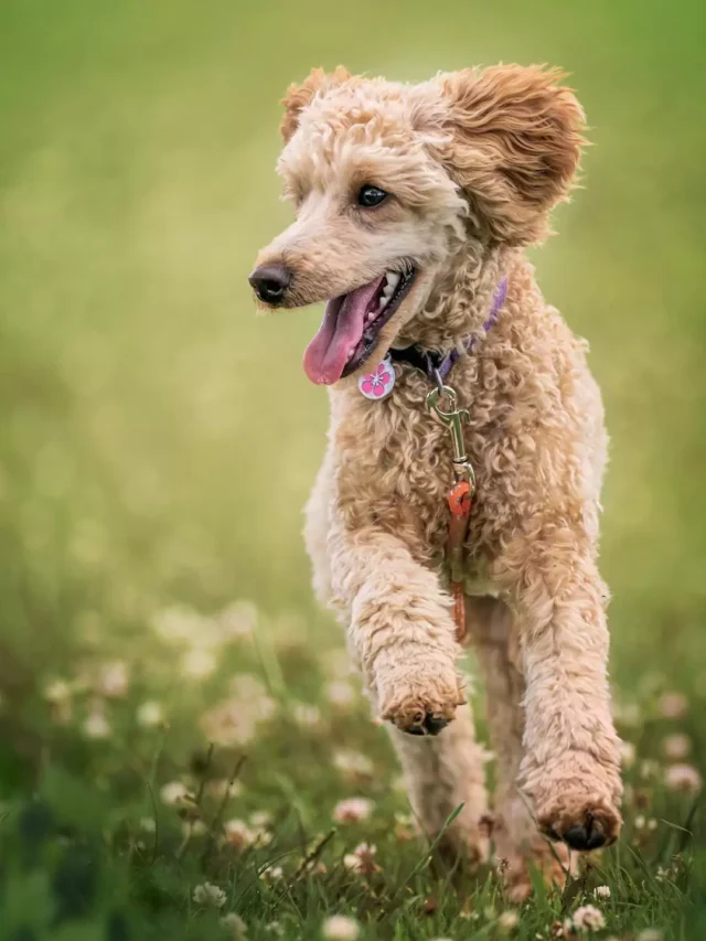 5 Dicas Infalíveis para Deixar Seu Cãozinho Feliz