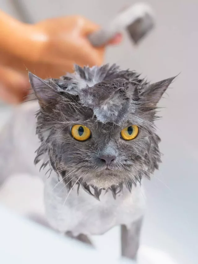 Aprenda a dar banho em gatos em casa